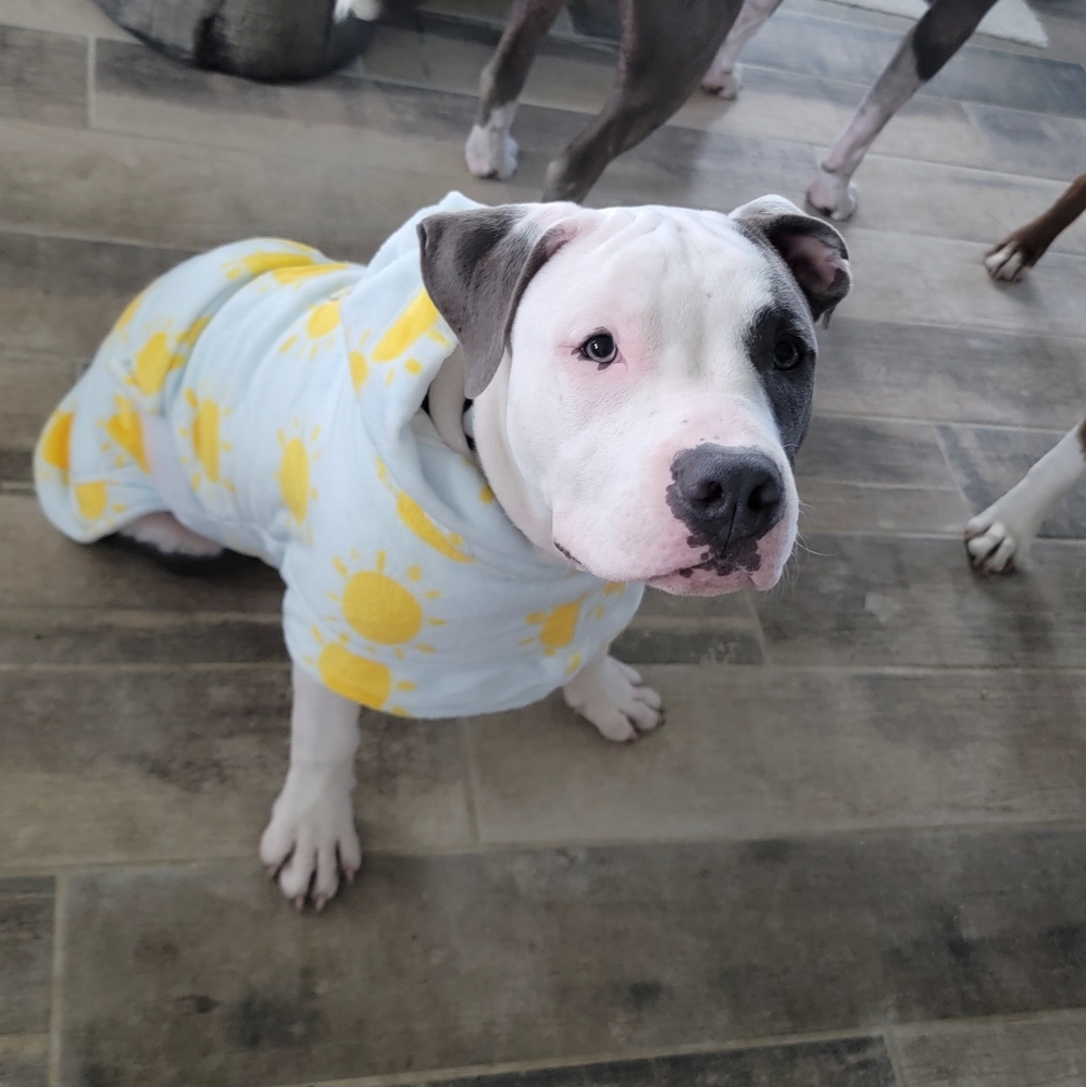 Brand New size Small Darren and Phillip Snuggle Buddy Dog Robe - sunshine